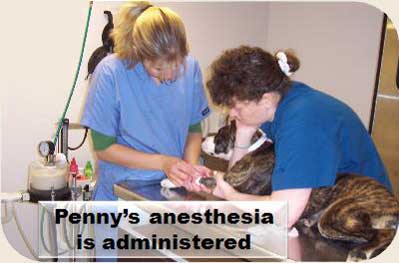 Operation-Pets-Anesthesia-7