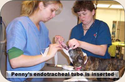 Operation-Pets-Endoctracheal-Tube-Insertion-8