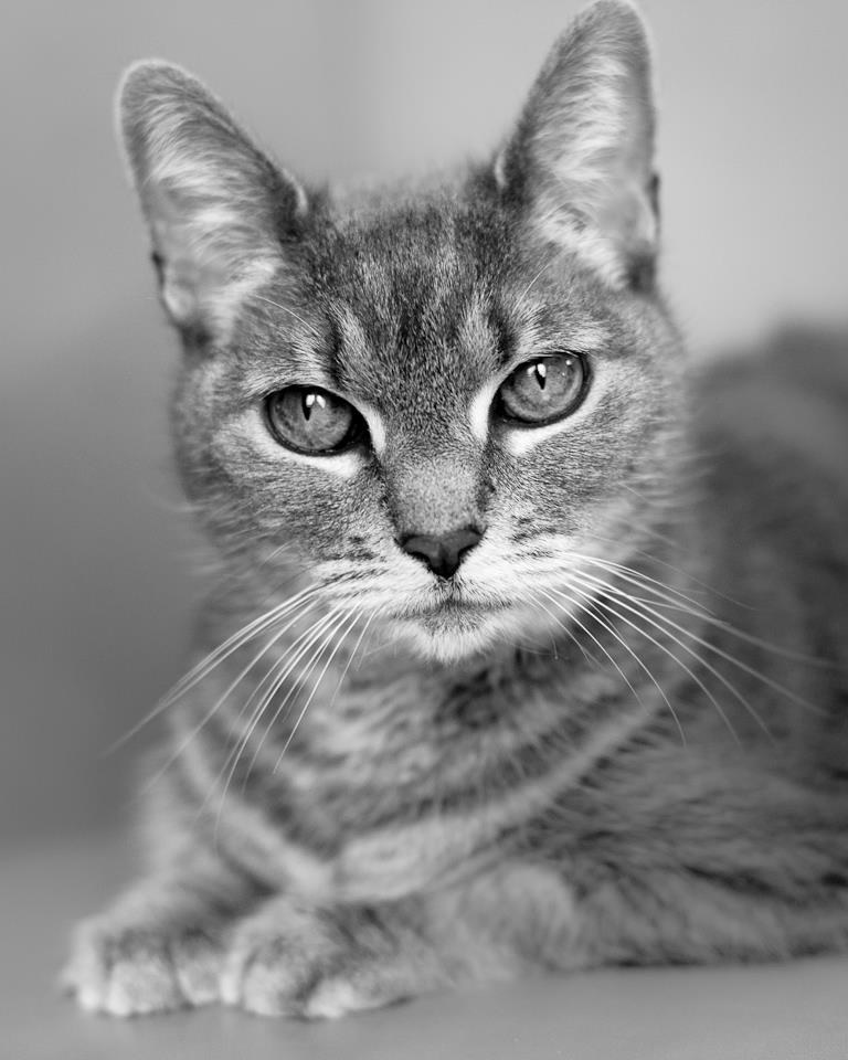 Clinic requirements for cat eligibility