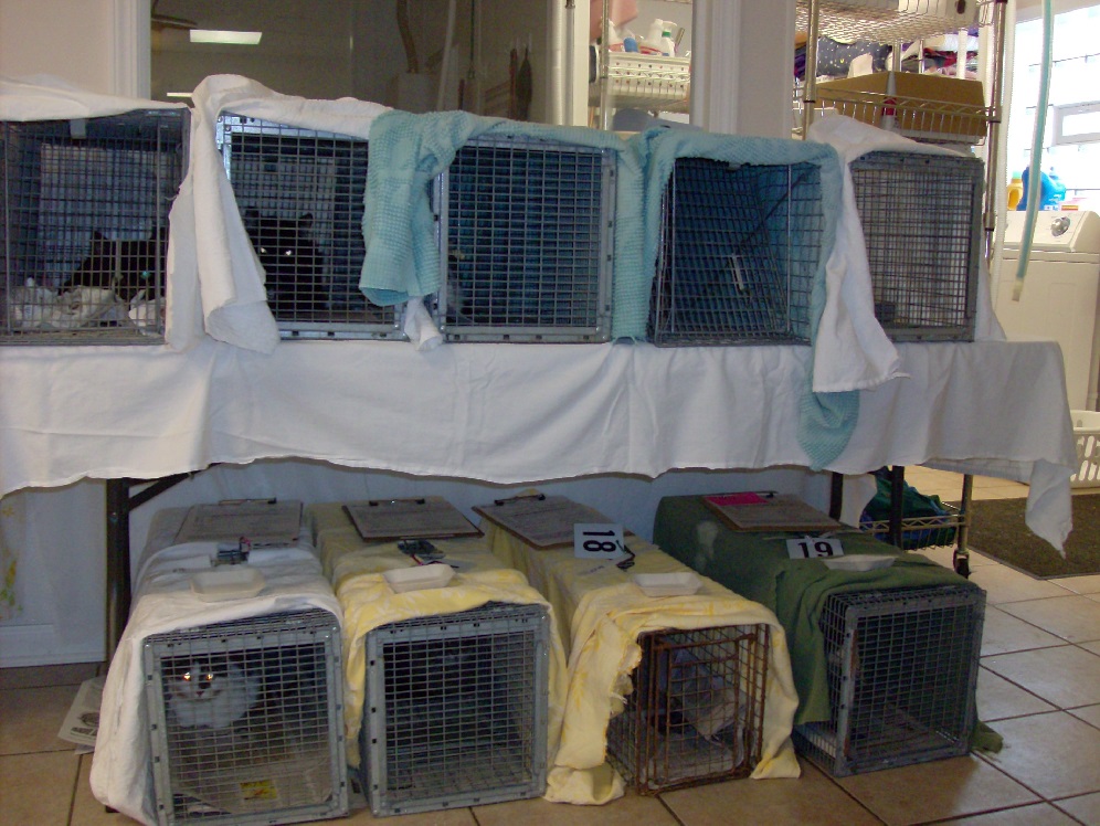 Feral Cat Recovery Cage (FCRC)