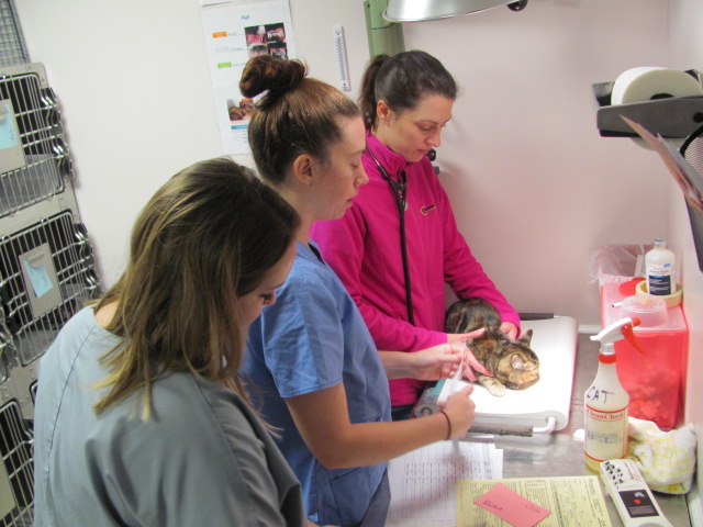 Operation Pets Spay Neuter Clinic