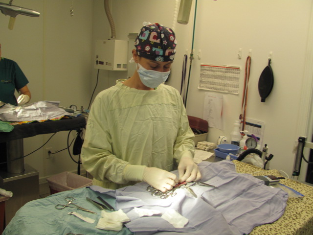 affordable spay/neuter - Operation Pets